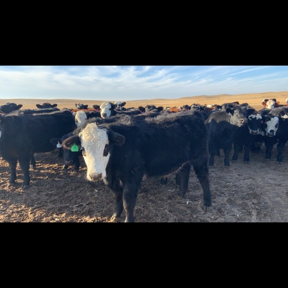 Meet your Posher, Caitlyn - Picture 1 of 1